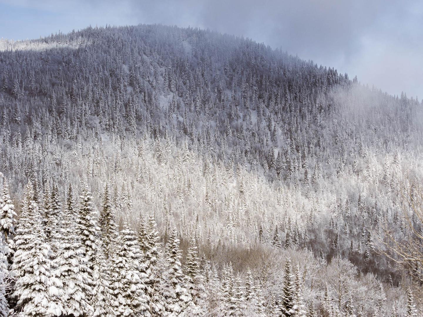 Vue de la montagne enneigée